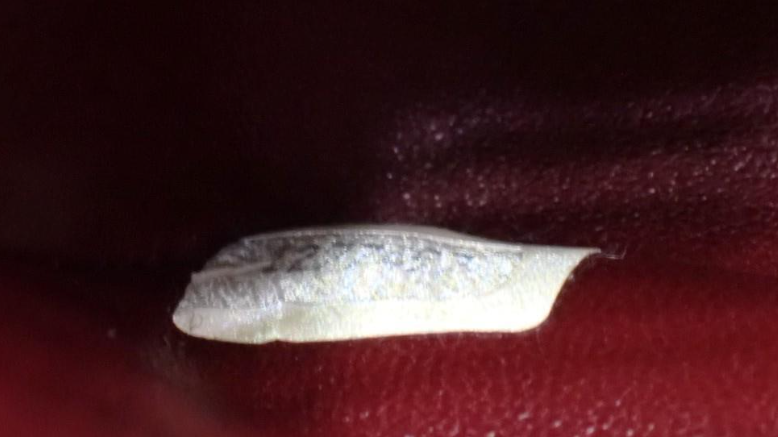 Chanel Timeless Single Flap Vintage con cartera